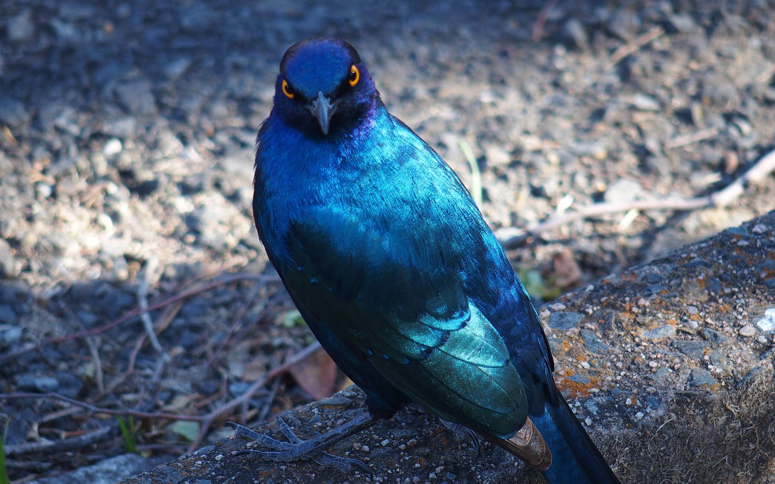 Image of Cape Glossy Starling