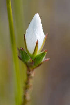 Roella dregeana var. dregeana resmi