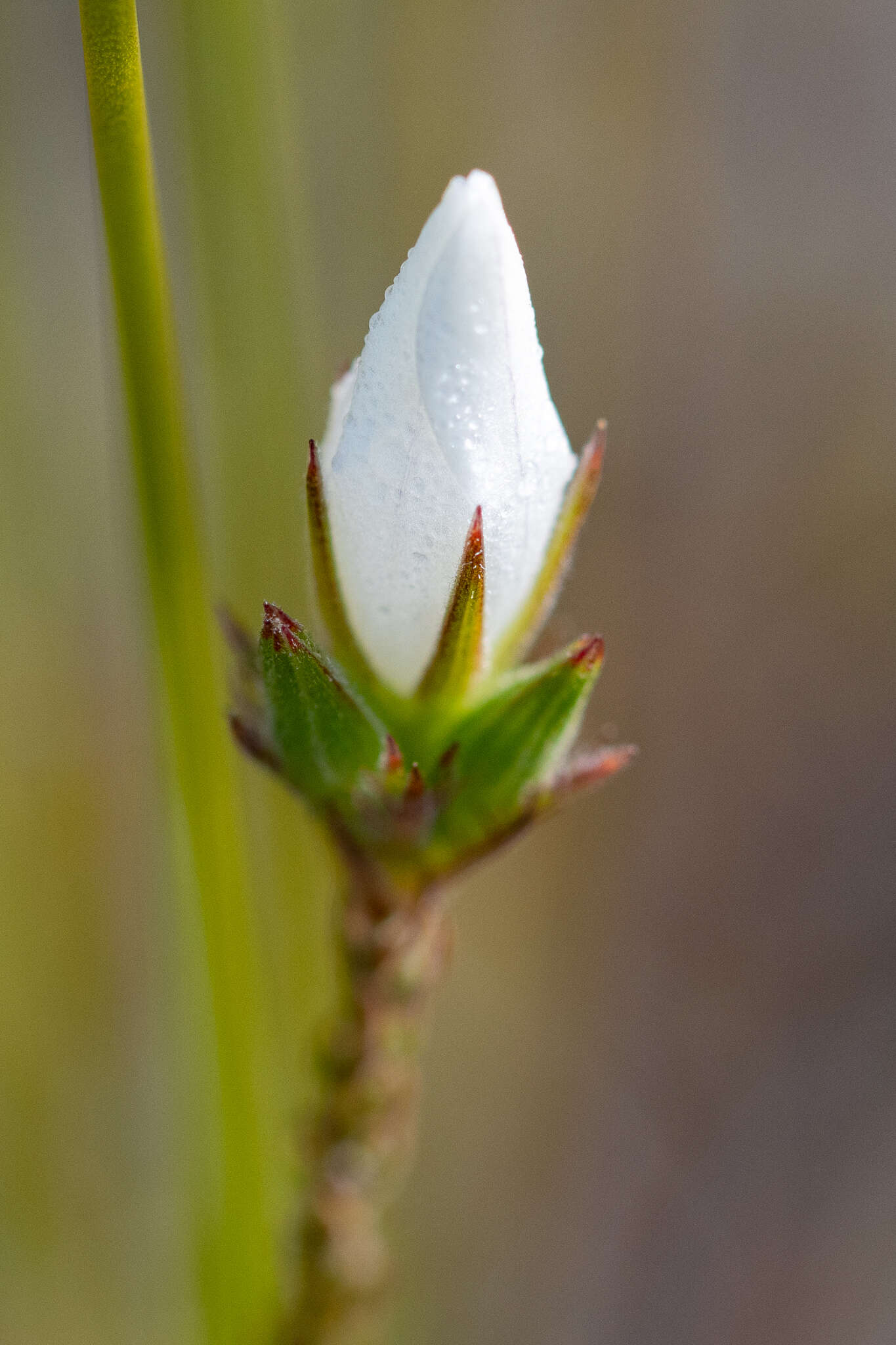 Image of Roella dregeana var. dregeana