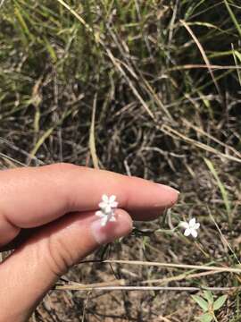 Image of pasture heliotrope