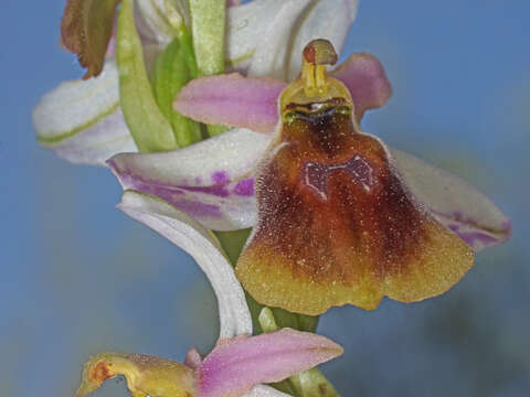 Image of Ophrys argolica subsp. lesbis (Gölz & H. R. Reinhard) H. A. Pedersen & Faurh.