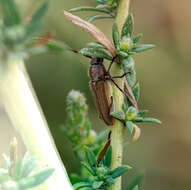 Image of Crossidius testaceus Le Conte 1851