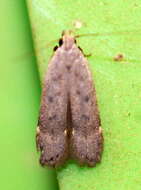 Image of Anacampsis comparanda Meyrick 1929