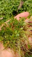 Image of Australian hydrocotyle