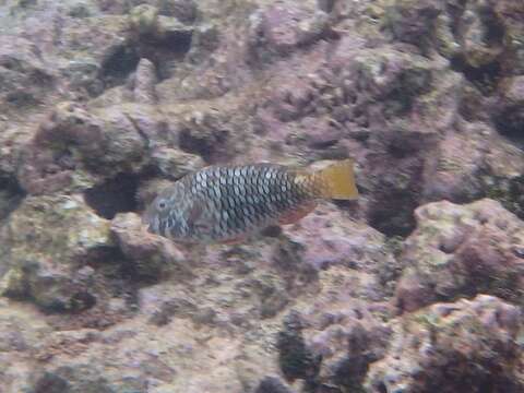 Image of Yellowtail parrotfish