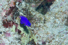 Image of Orchid dottyback