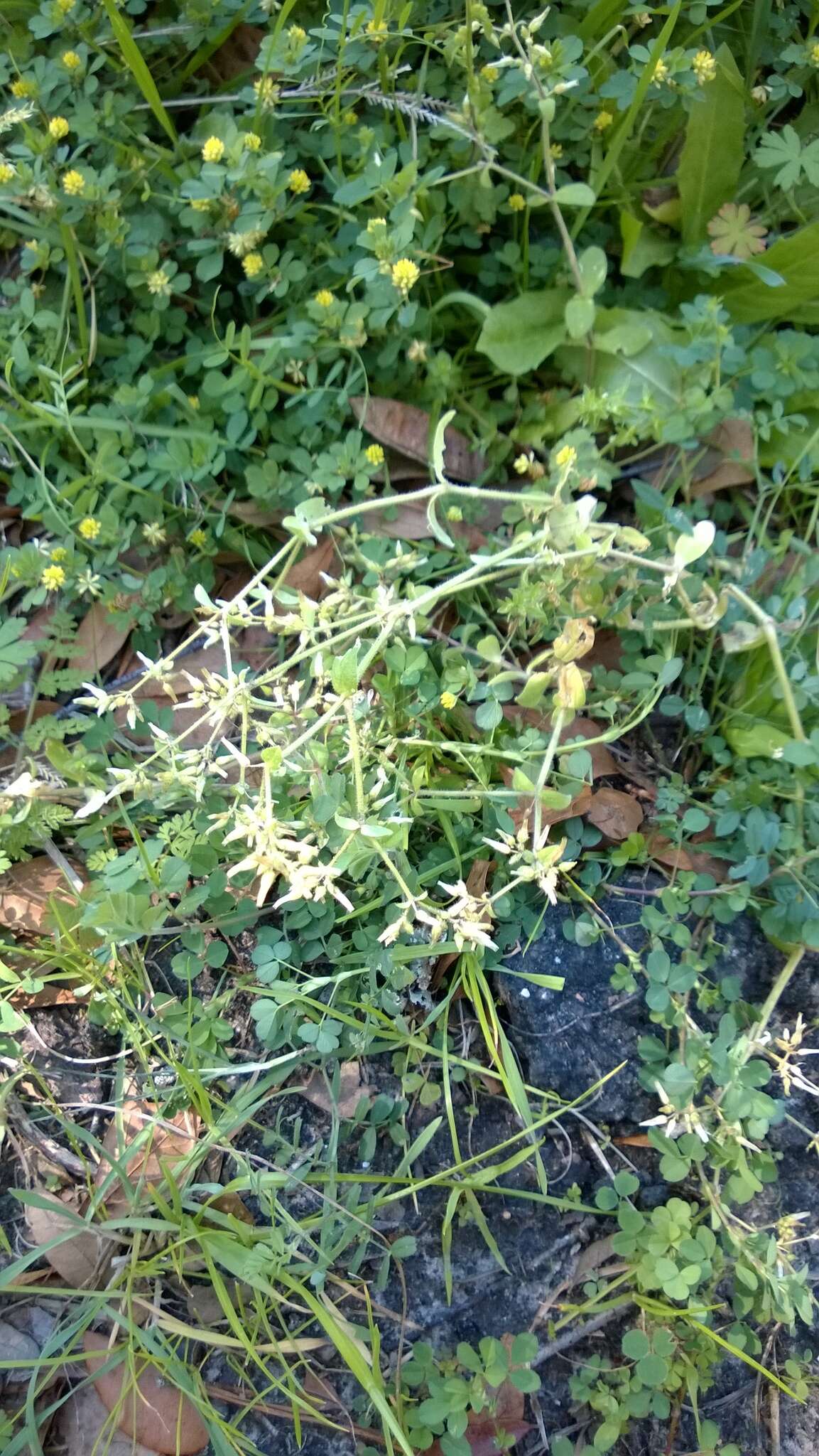 Image of sticky chickweed