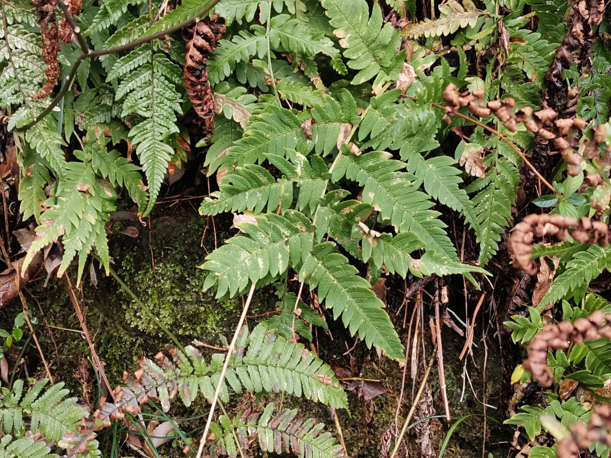 Image de Dryopteris lacera (Thunb.) Ktze.