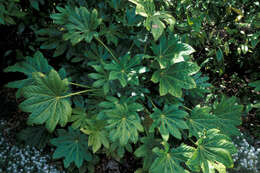 Image of fatsia