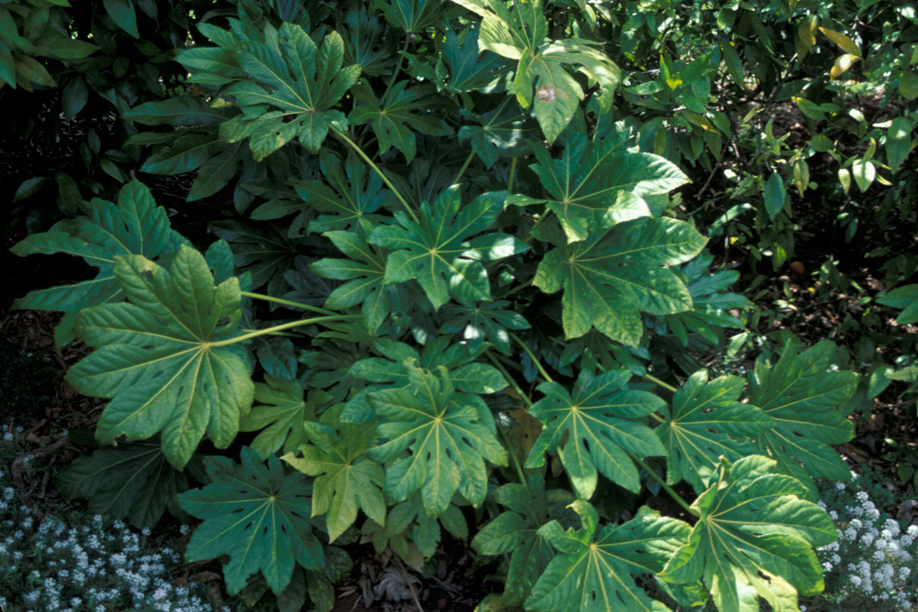 Image of fatsia