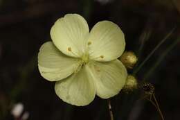 Image of Drosera intricata Planch.