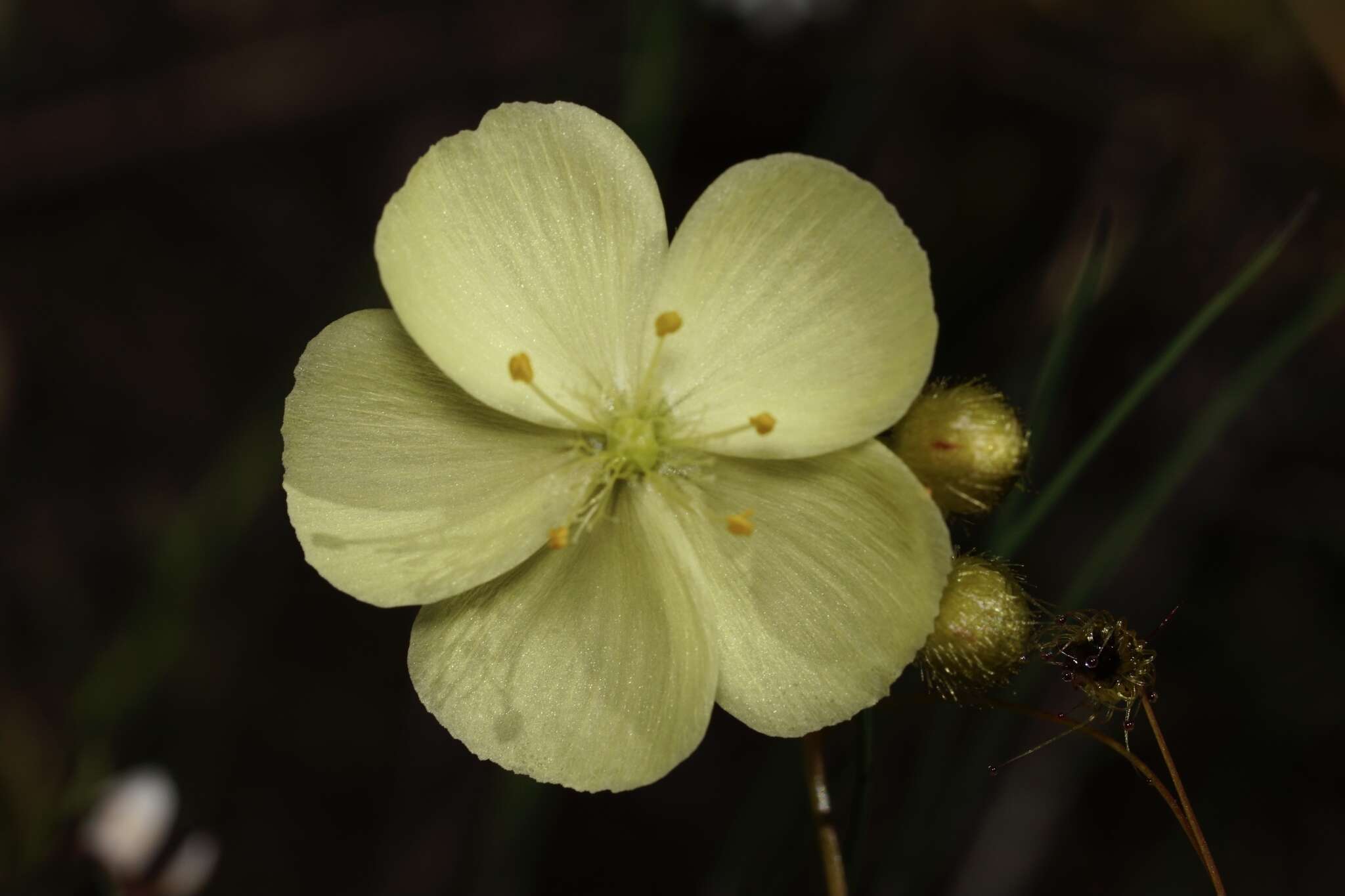 Image of Drosera intricata Planch.