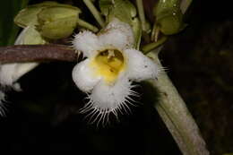 Image of Drymonia brochidodroma Wiehler