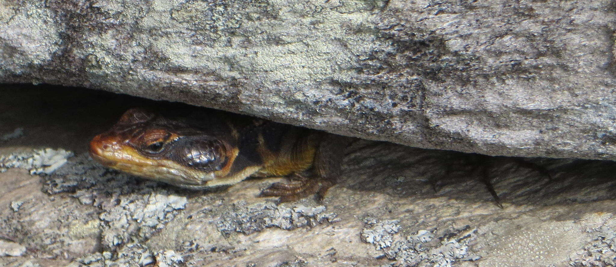 Image de Pseudocordylus microlepidotus microlepidotus (Cuvier 1829)