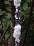 Image of Woolly Alder Aphid