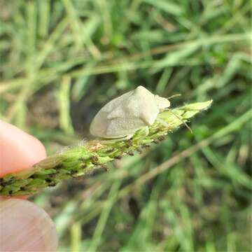 Image of Stink bug