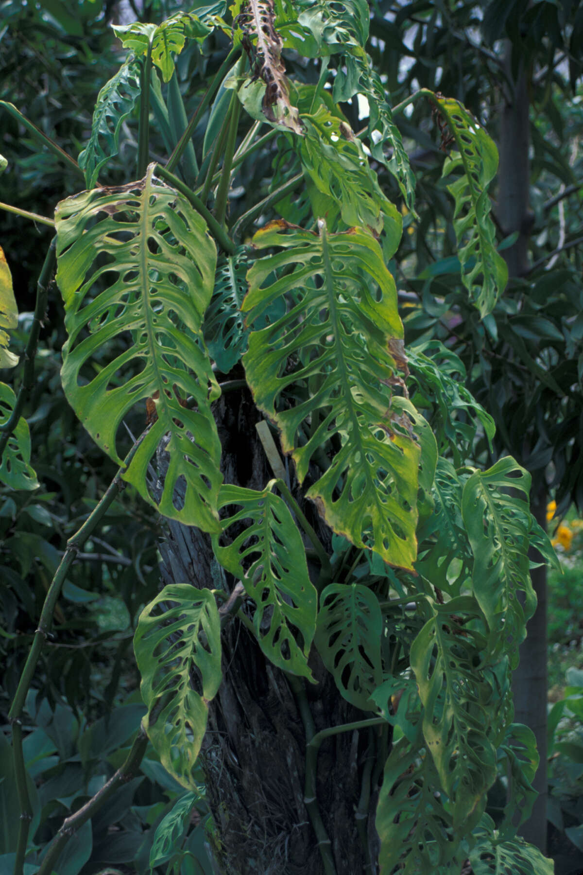 Image of Adanson's monstera