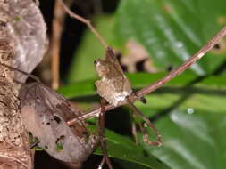 Image of Kurixalus chaseni (Smith 1924)