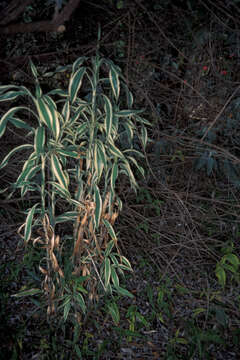 Image of fragrant dracaena