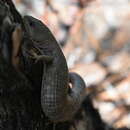 Image of Chihuahuan Alligator Lizard