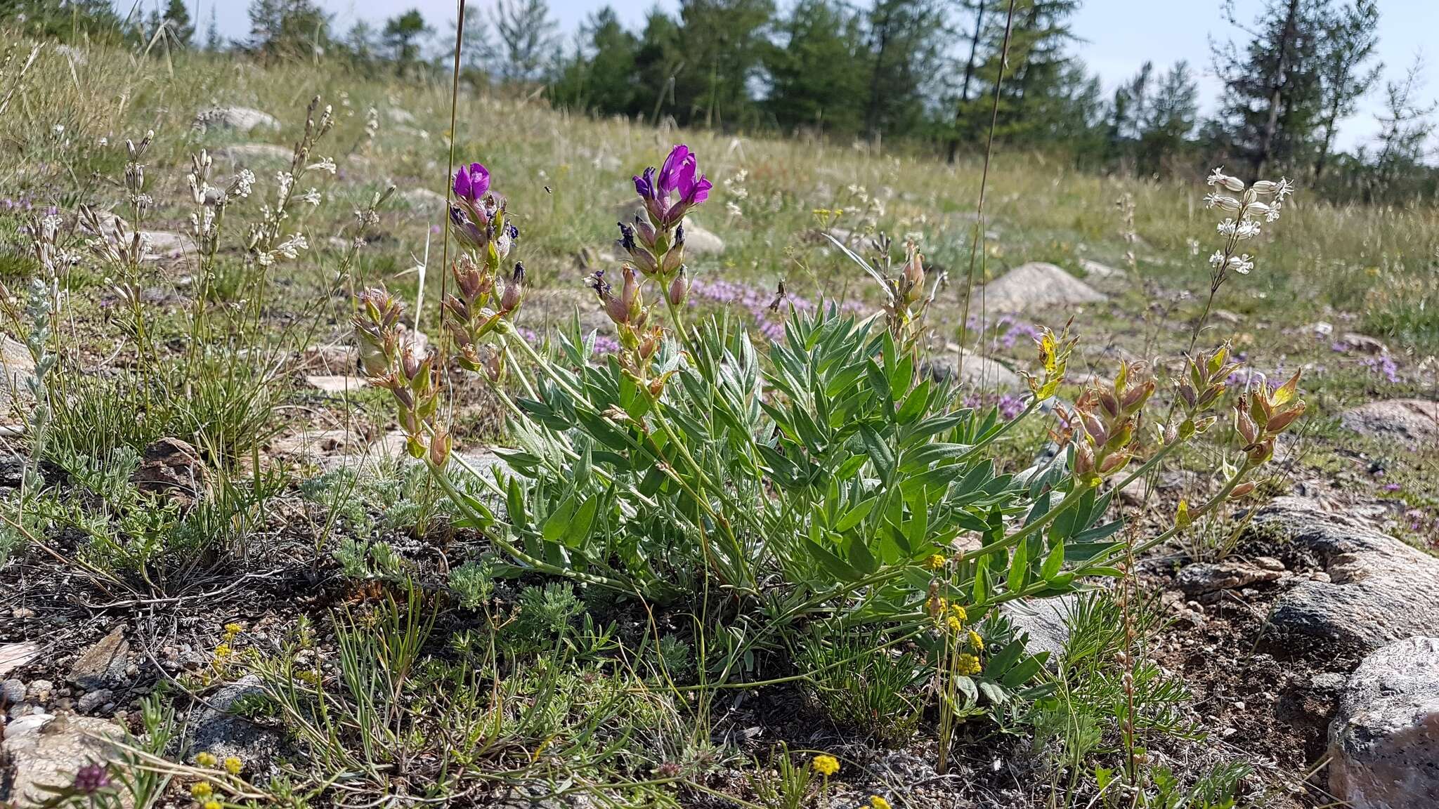 Image de Oxytropis popoviana Peschkova