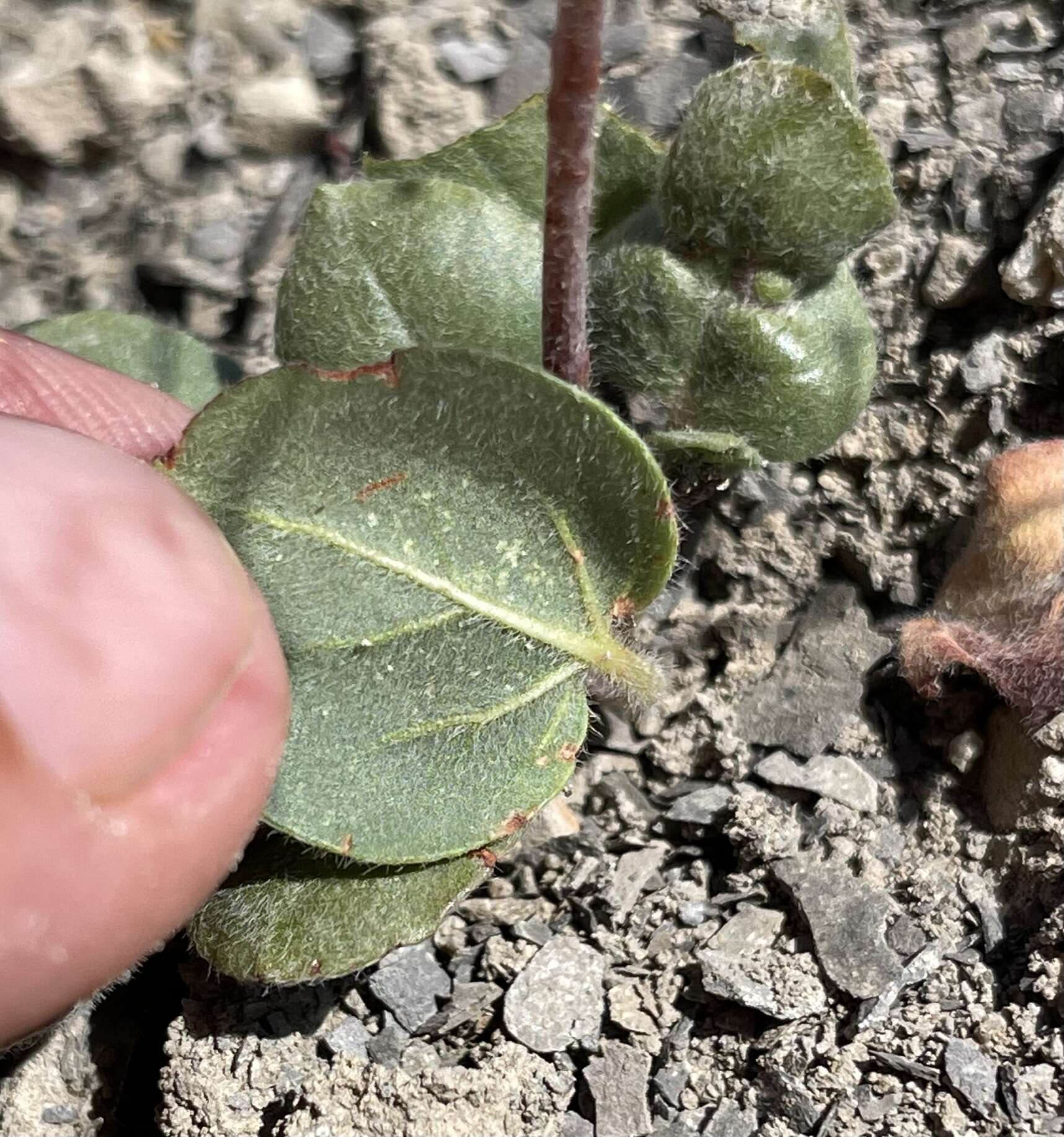 Image of Gordon's buckwheat