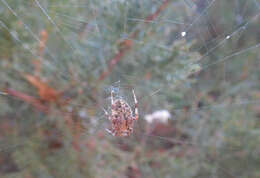 Image of Arabesque Orbweaver