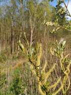 Imagem de Salix triandra L.