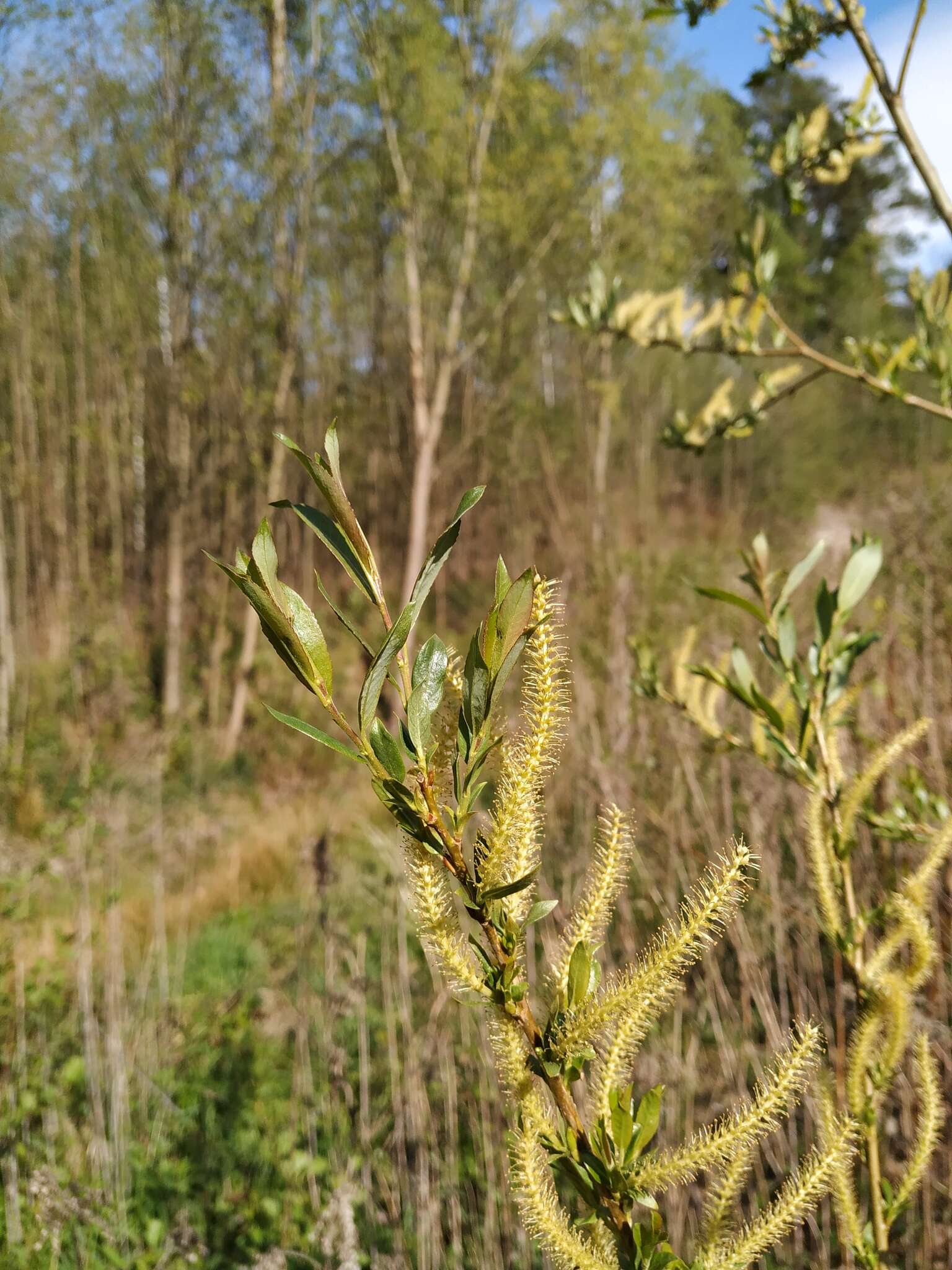 三蕊柳的圖片