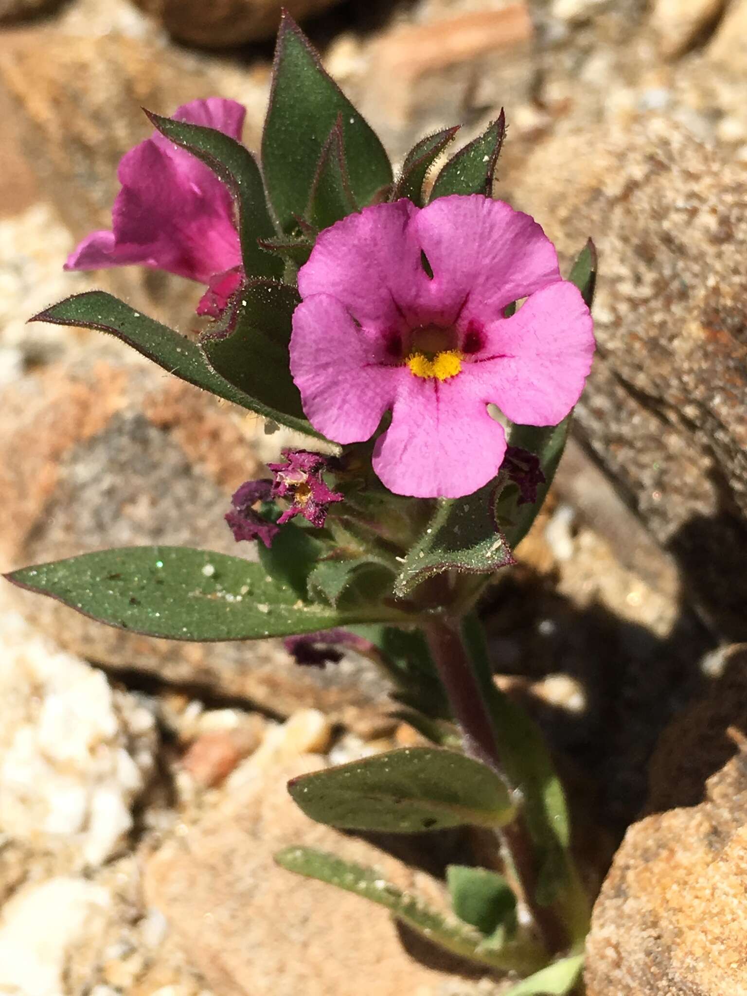 Image of Bigelow's monkeyflower