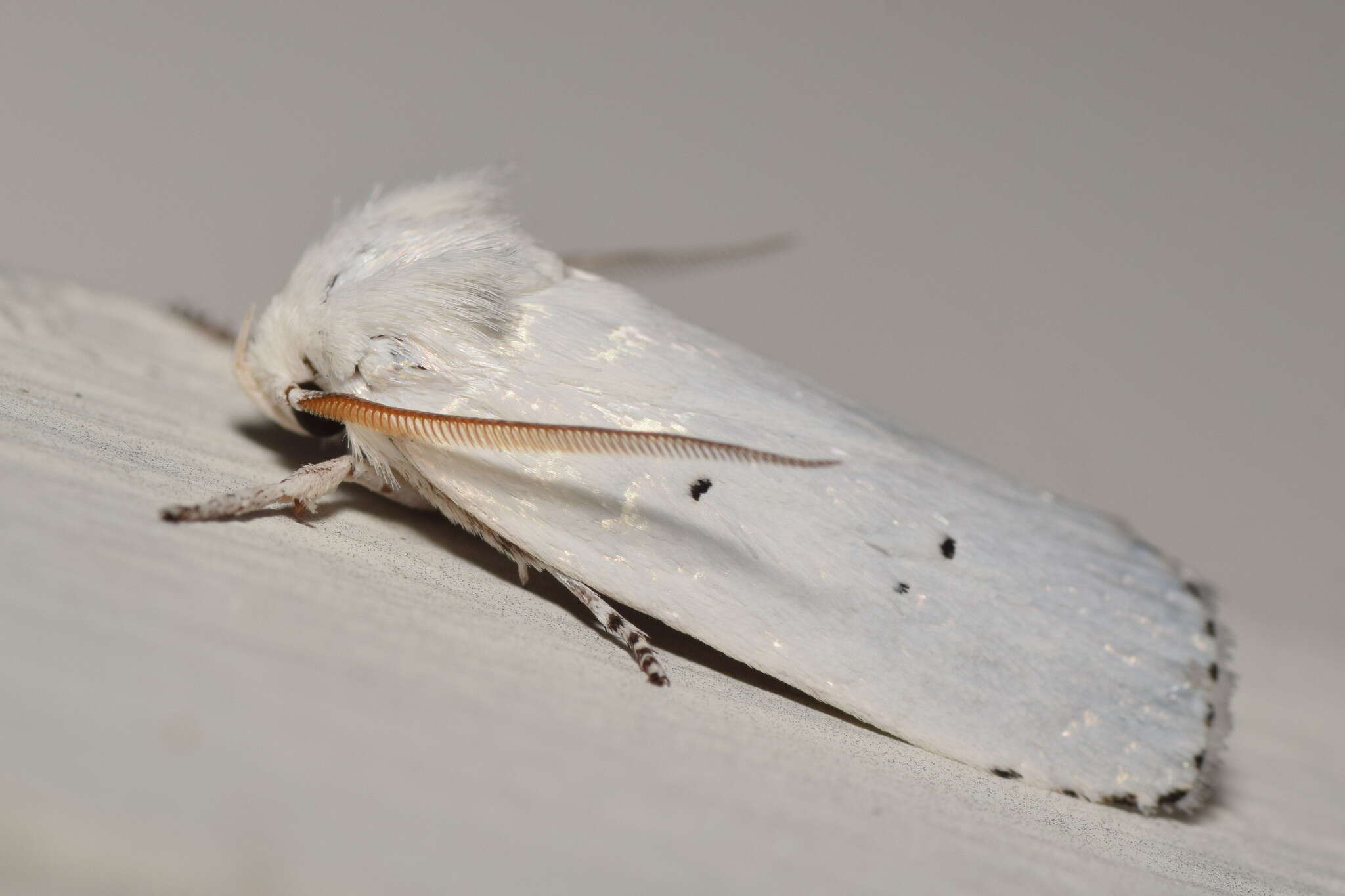 Image of Cryptophasa pultenae Lewin 1805