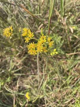 Image of Solidago rigida subsp. glabrata (Braun) S. B. Heard & J. C. Semple