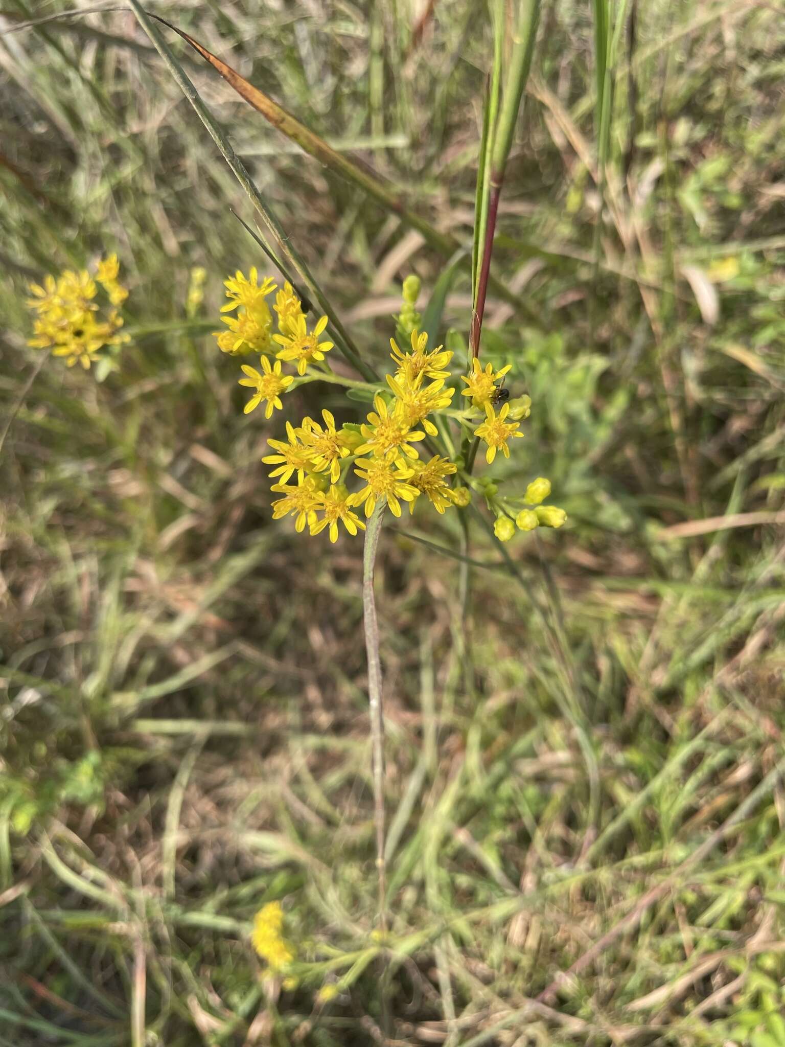 Слика од Solidago rigida subsp. glabrata (Braun) S. B. Heard & J. C. Semple