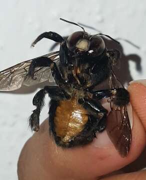 Xylocopa loripes Smith 1874 resmi