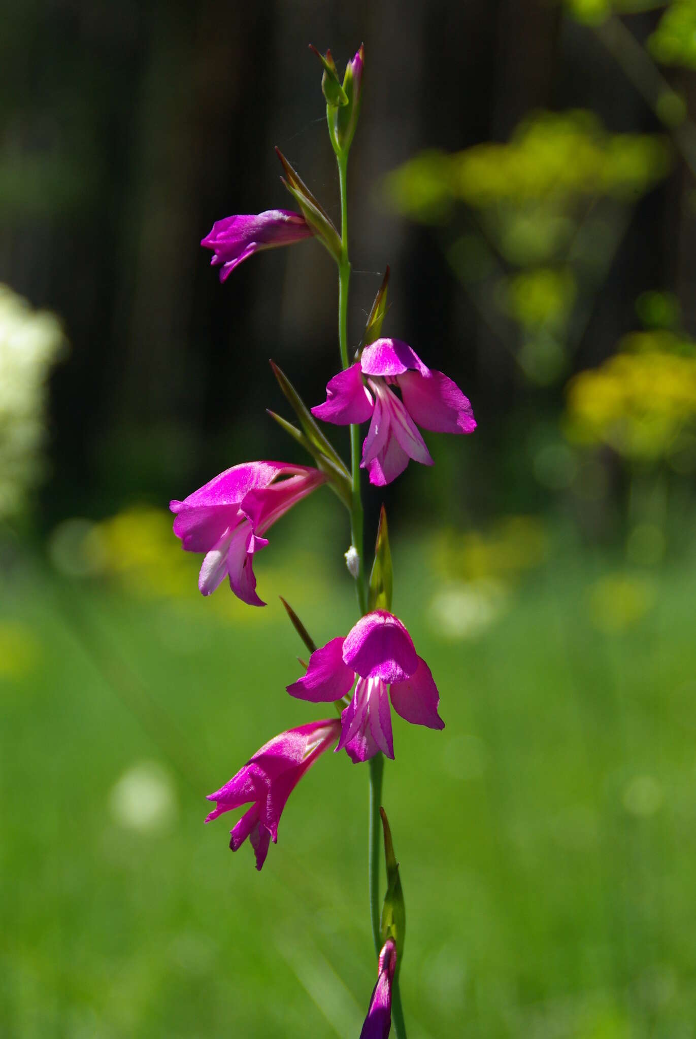 Image of Gladiolus illyricus W. D. J. Koch