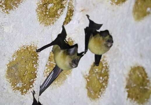 Image of Large Asian Leaf-nosed Bat