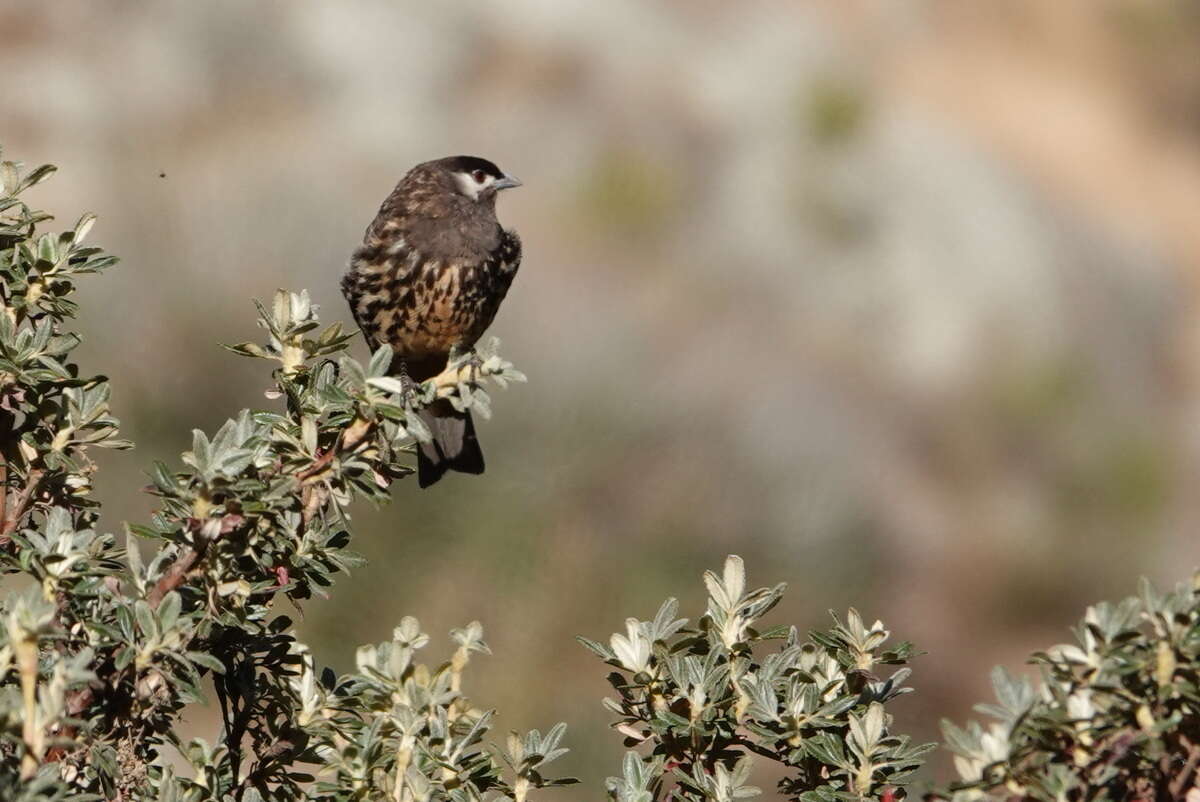 Image of White-cheeked Cotingas