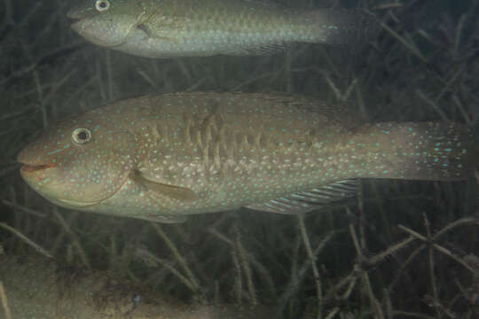 Image of Leptoscarus