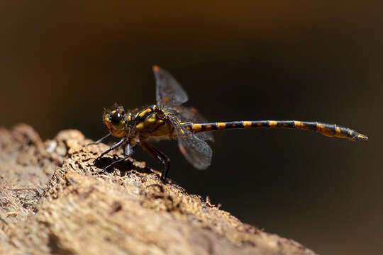 Image of Armagomphus Carle 1986