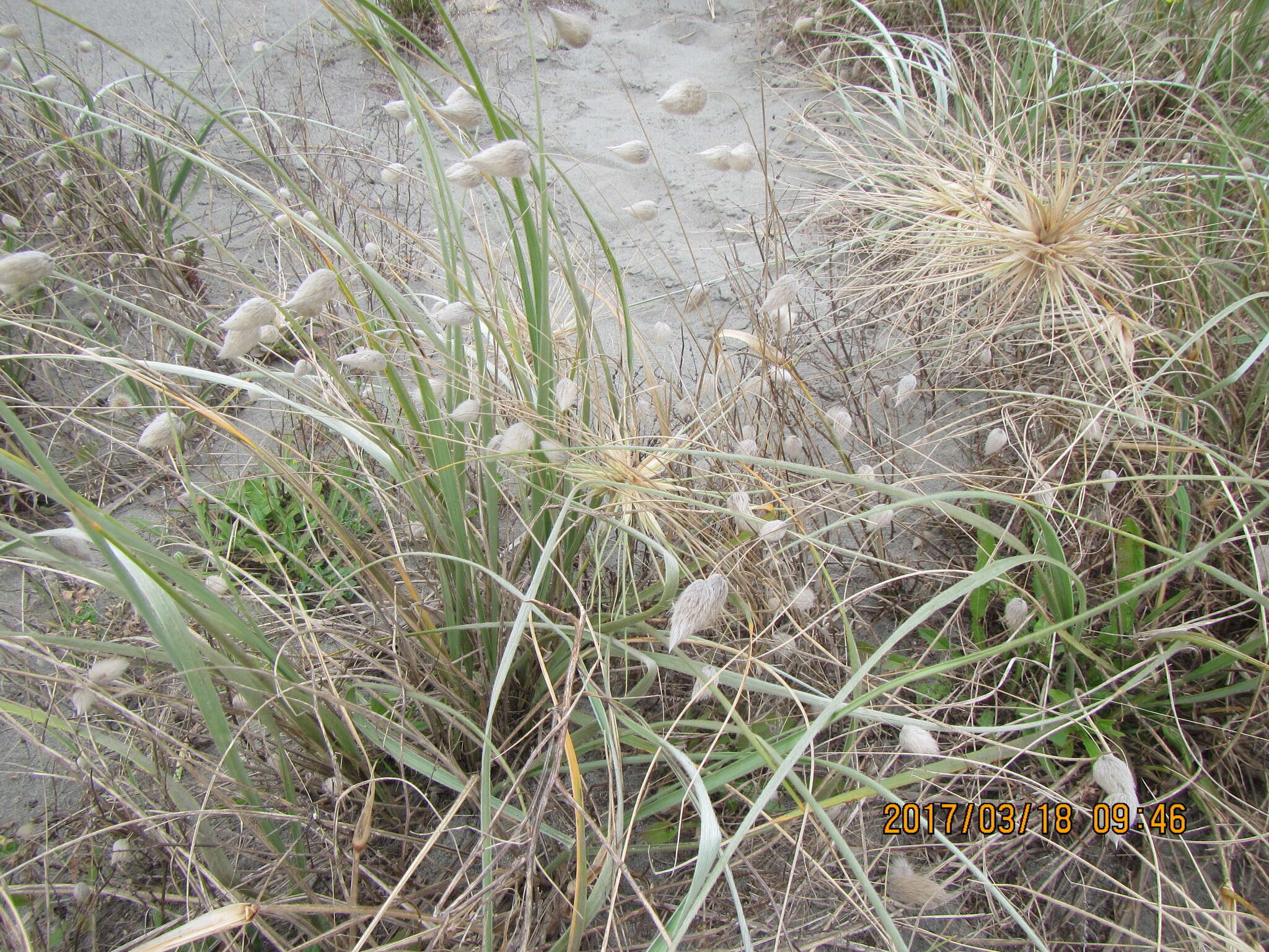 Image of harestail grass