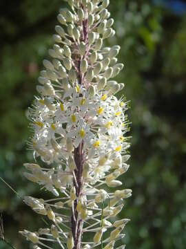 Image of Drimia numidica (Jord. & Fourr.) J. C. Manning & Goldblatt