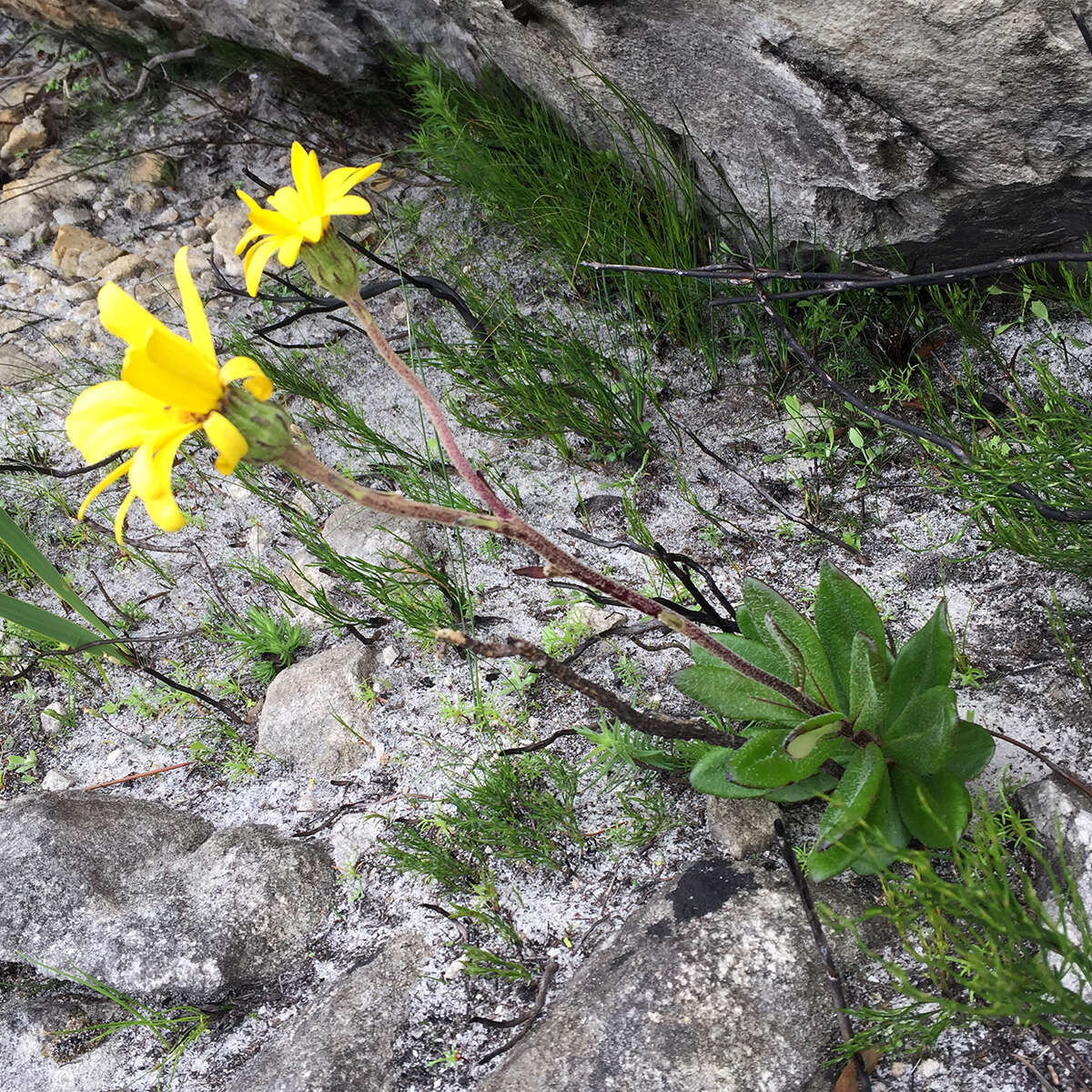 Image of Capelio caledonica B. Nord.