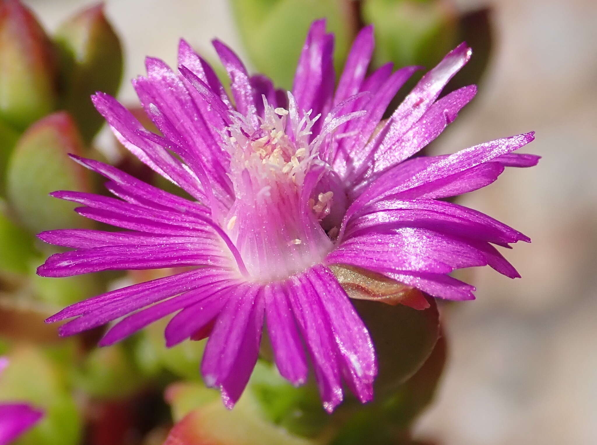 Imagem de Ruschia cymbifolia (Haw.) L. Bol.