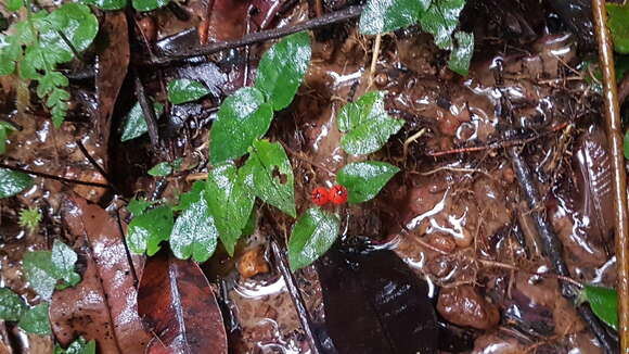 Image of Geophila cordifolia Miq.