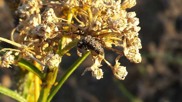 Image of Nine-spotted Lady Beetle