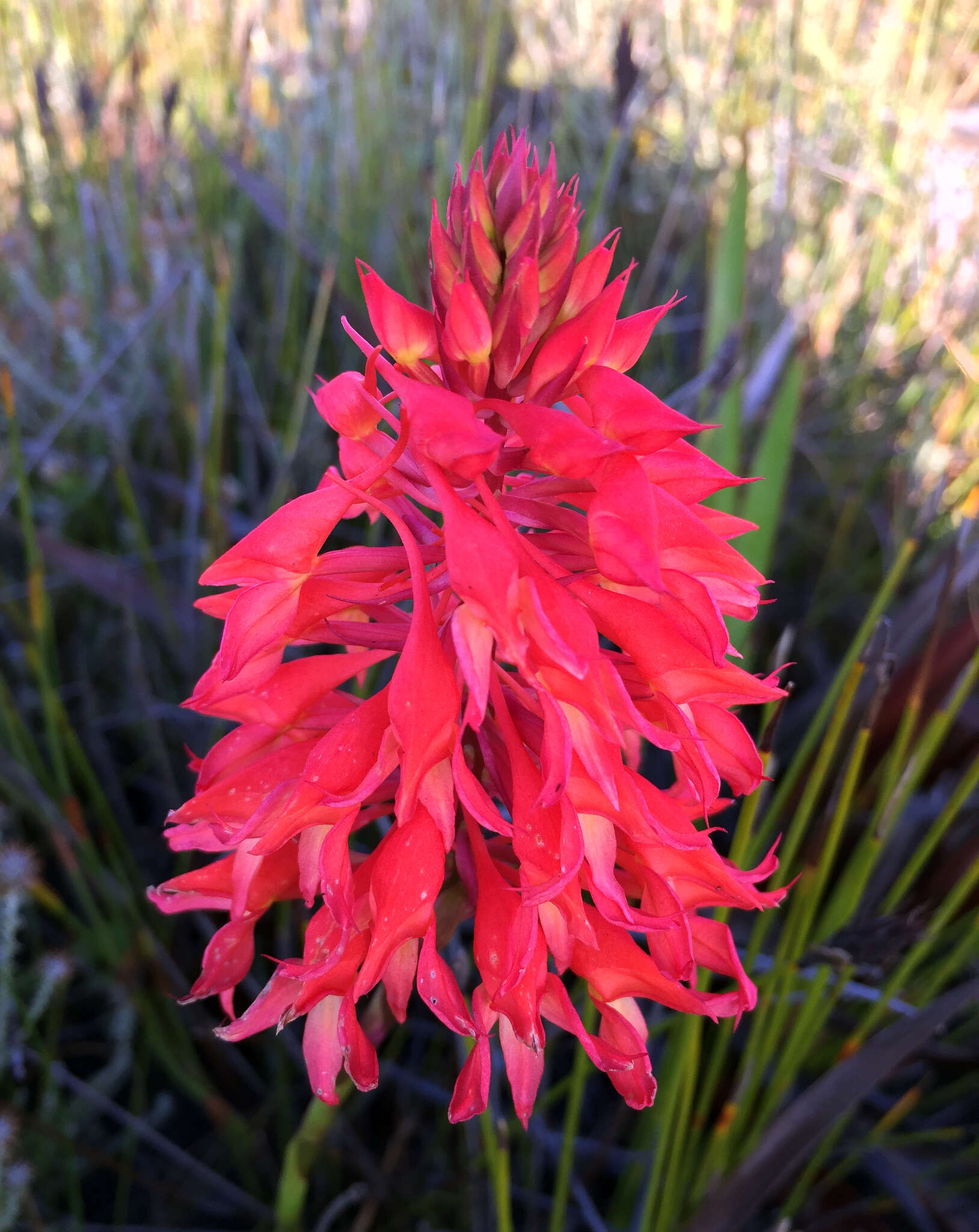 Image de Disa ferruginea Sw.