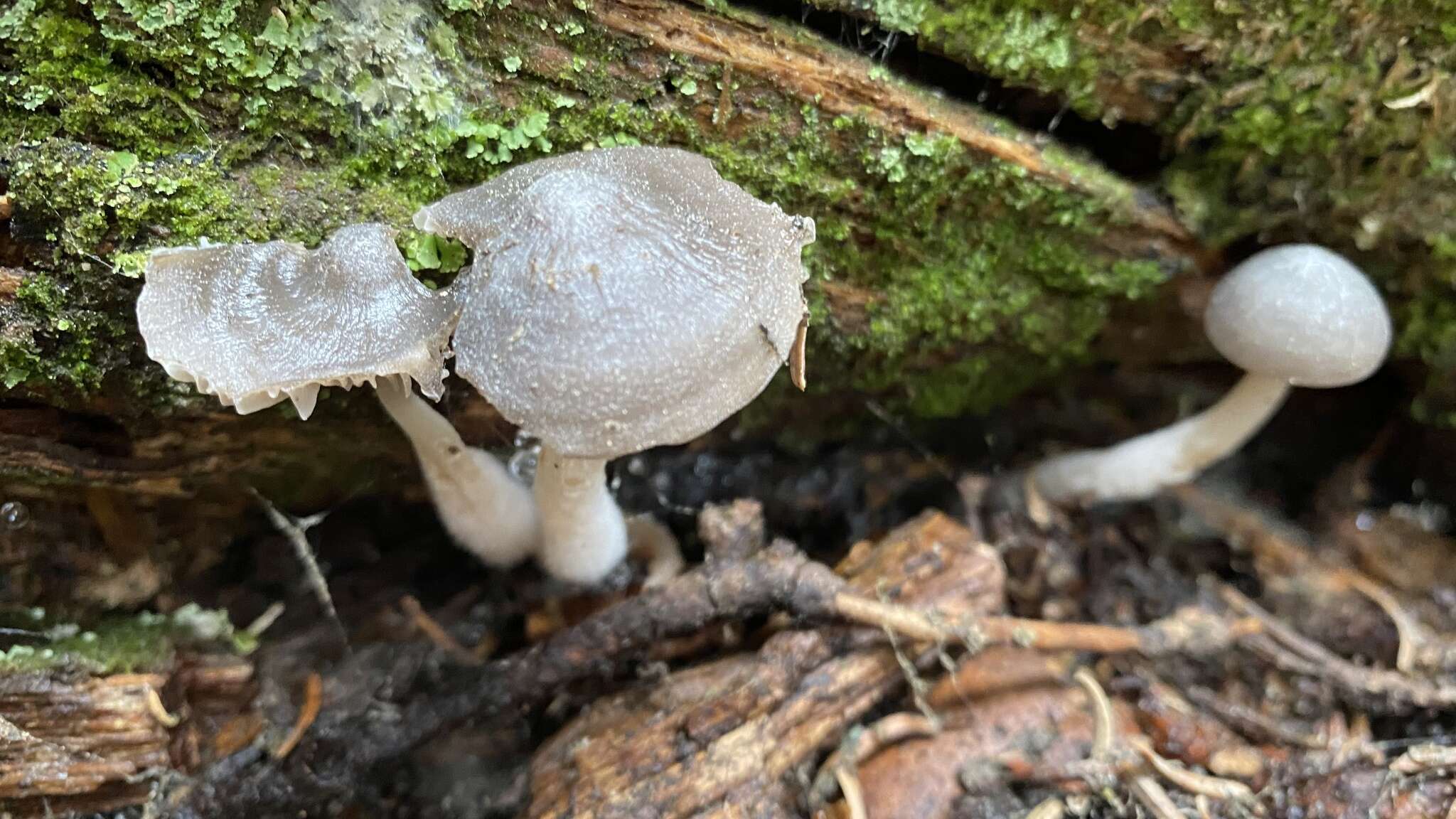 Image de Mycena overholtsii A. H. Sm. & Solheim 1953