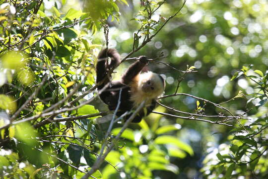 Image of Panama capuchin monkey