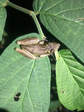 Image de Scinax garbei (Miranda-Ribeiro 1926)