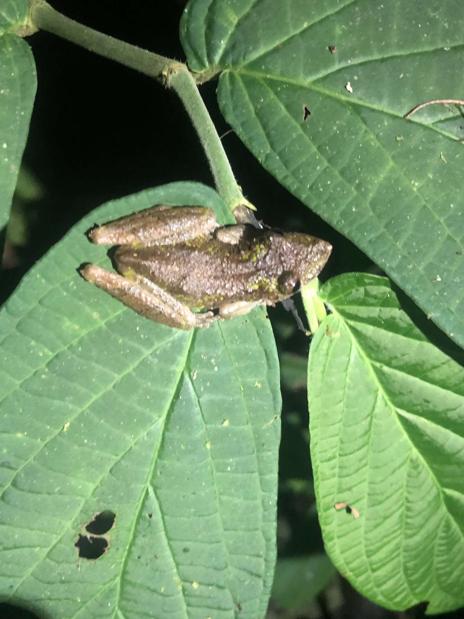 Scinax garbei (Miranda-Ribeiro 1926)的圖片